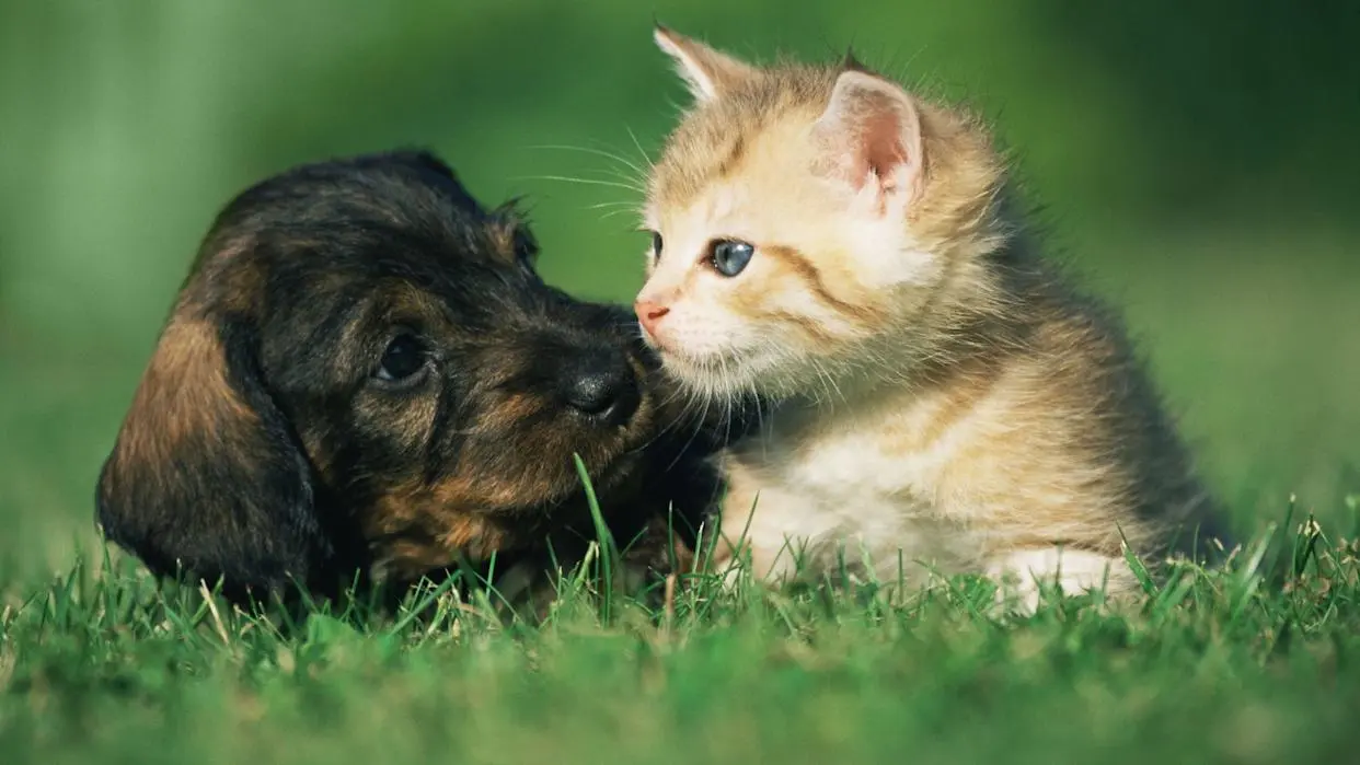 Exotic Pet Care