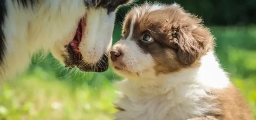 Afford a Care Pet Hospital