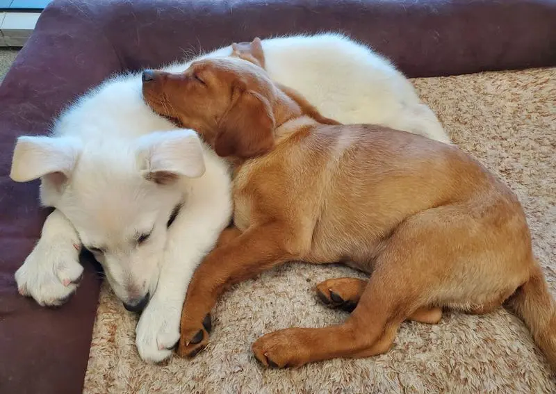 Grand Pet Care: Comprehensive Services for Your Furry Friends