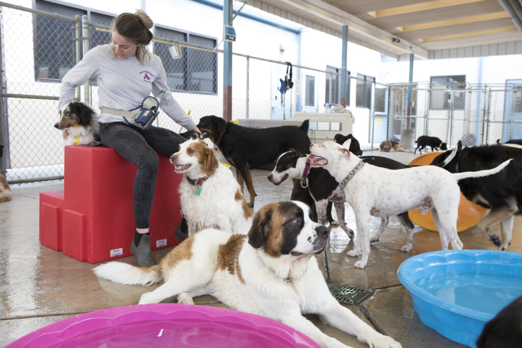 Pawsitive Pet Care