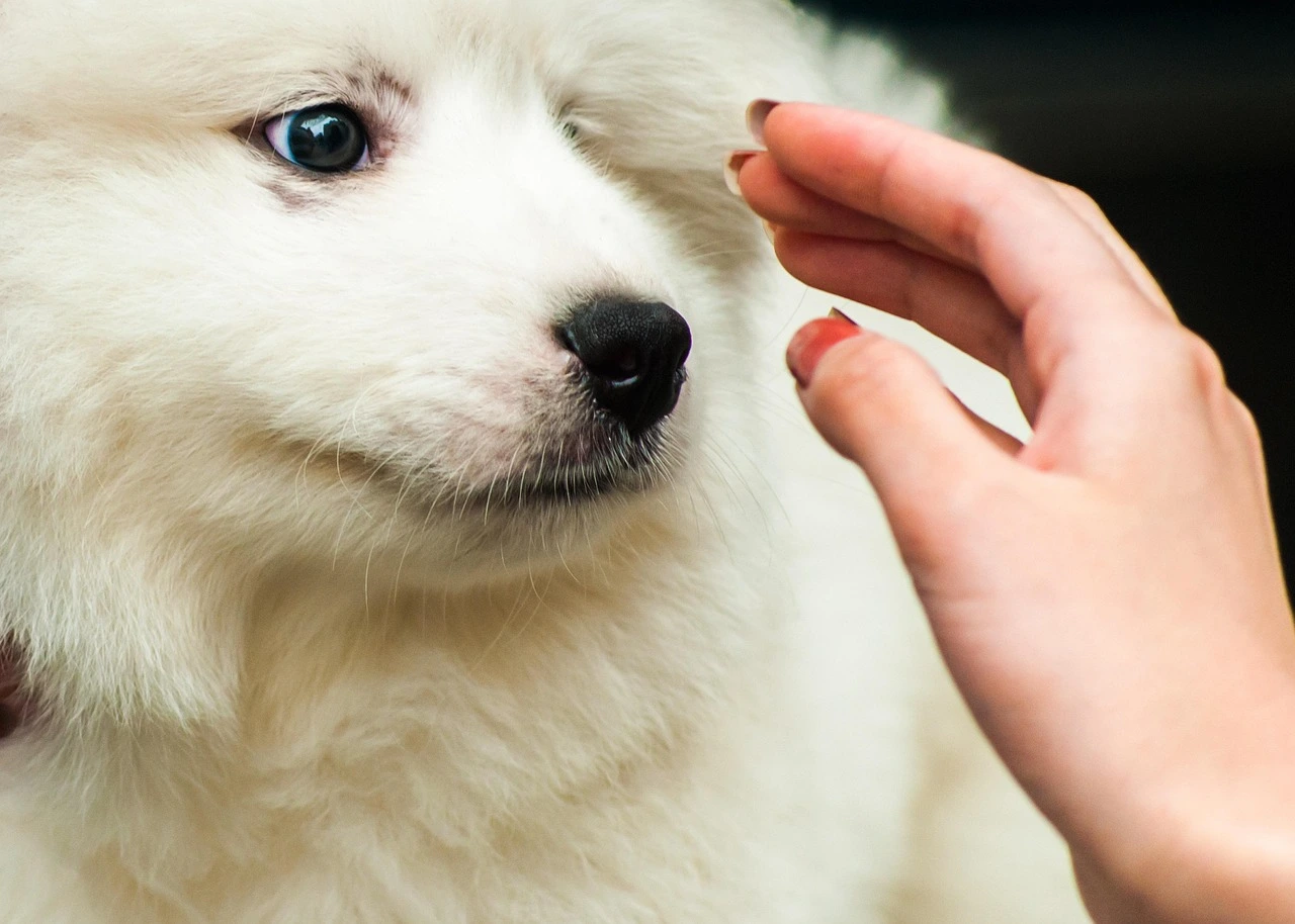 Grand Pet Care Center