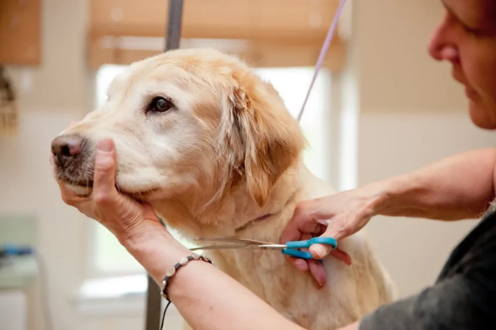 Happy Tails Pet Care