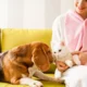 Happy Tails Pet Care