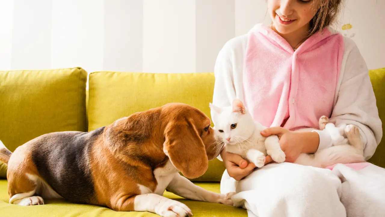 Happy Tails Pet Care