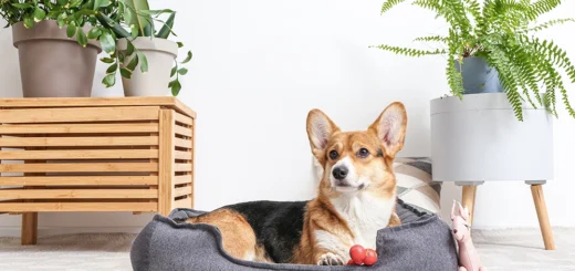 Healthy Pets Urgent Care