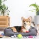 Healthy Pets Urgent Care