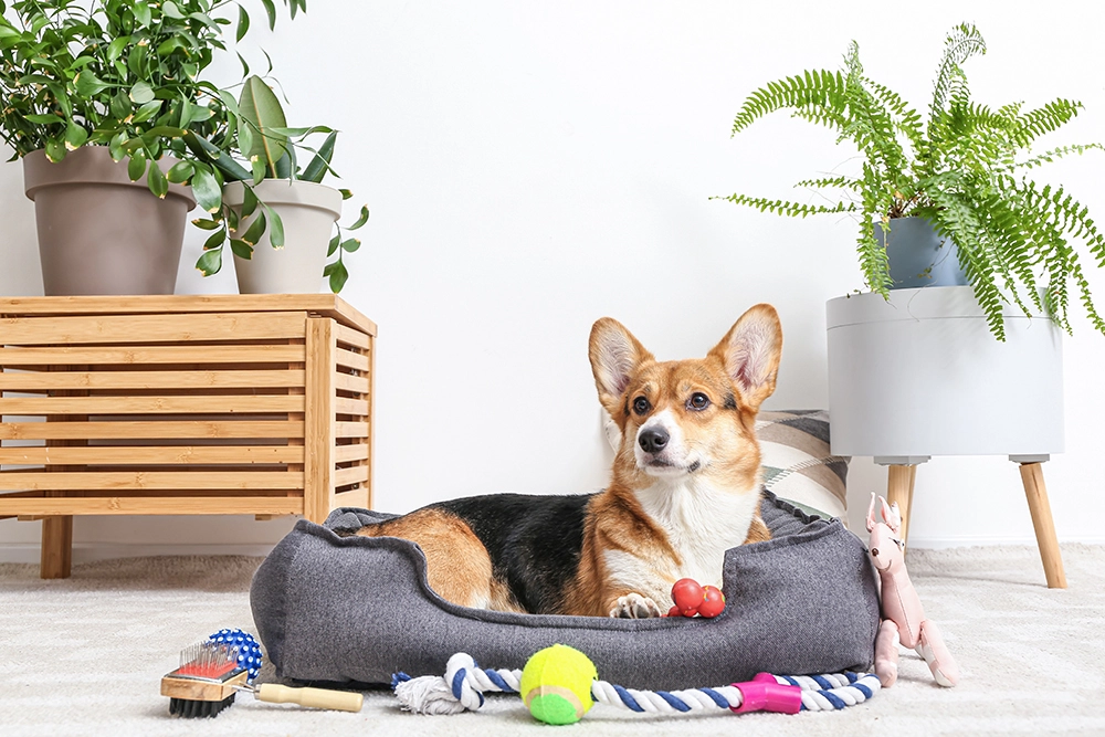 Healthy Pets Urgent Care