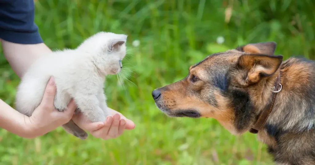 Healthy Pets Urgent Care