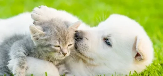 Hill Family Pet Care