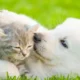 Hill Family Pet Care