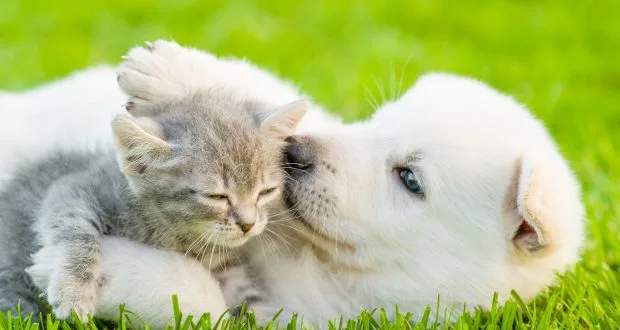 Hill Family Pet Care