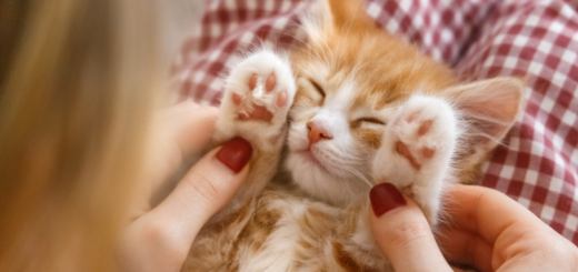AMPM Ideal Pet Care