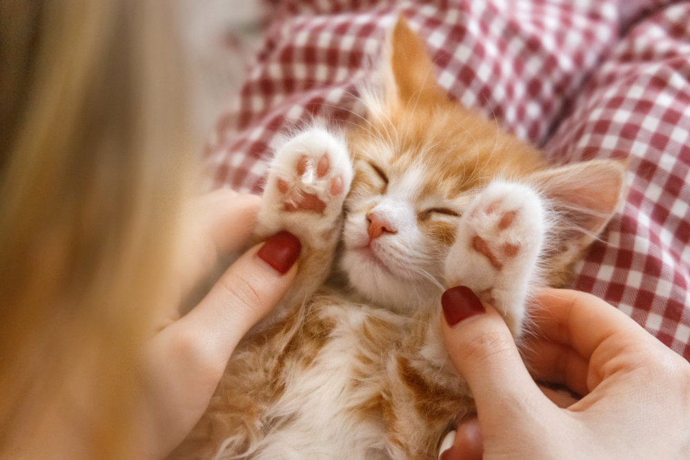 AMPM Ideal Pet Care