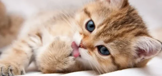 Kitten Daycare