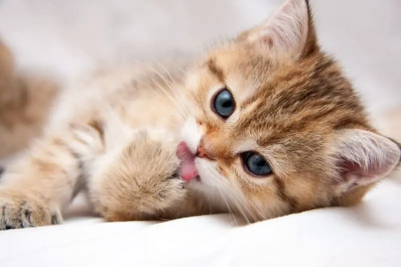 Kitten Daycare
