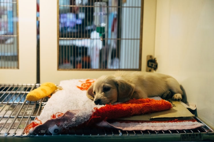 Madison In House Pet Care