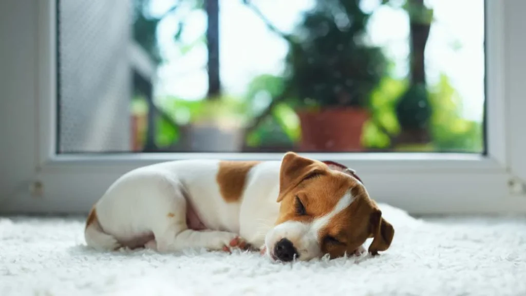Overnight Pet Care 