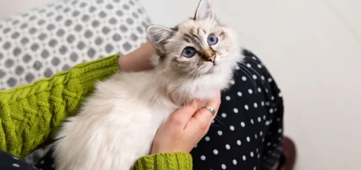 Pawsitive Pet Care