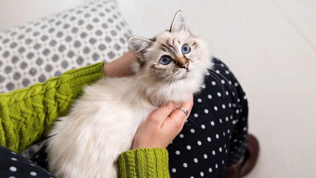 Pawsitive Pet Care