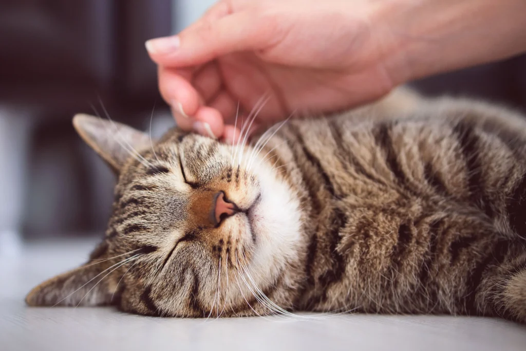 Pawsitive Pet Care