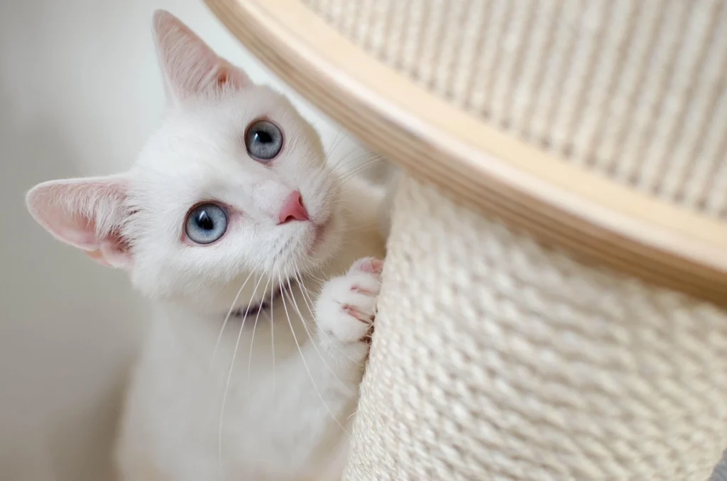 Pet Care Veterinary Clinic