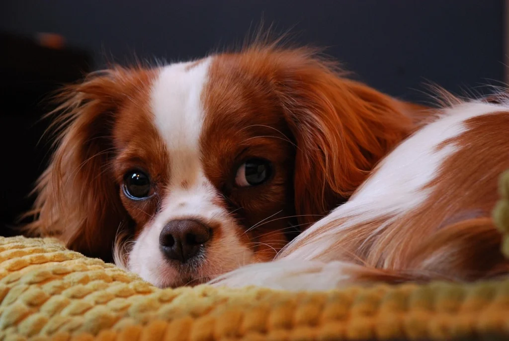 Pet Care Veterinary Clinic