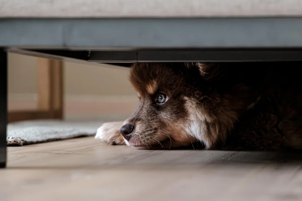 Pet Care Veterinary Clinic