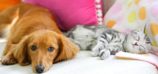 Pet Care Veterinary Clinic