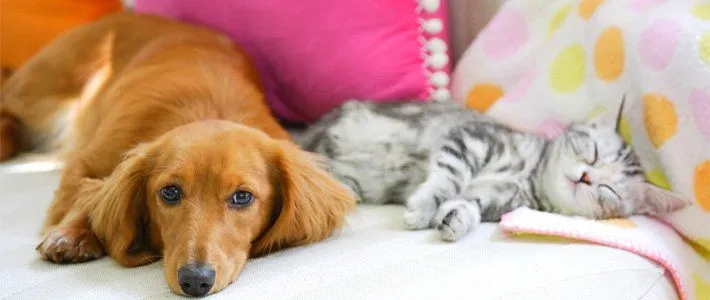 Pet Care Veterinary Clinic