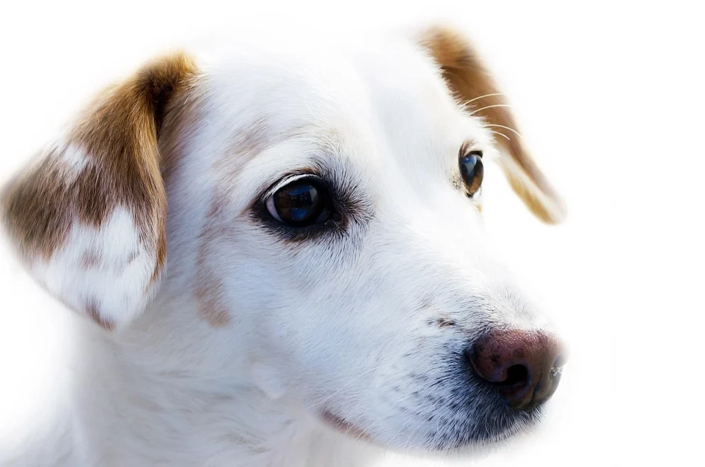 Pet Friendly Lawn Care