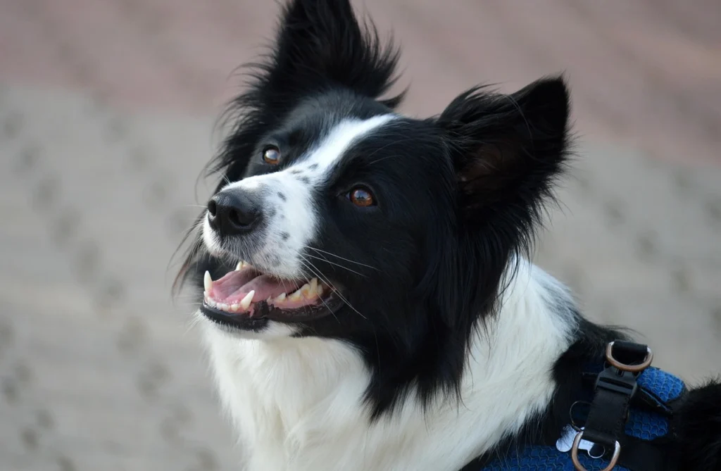 Pet Hair Removal Car Tips That Actually Work