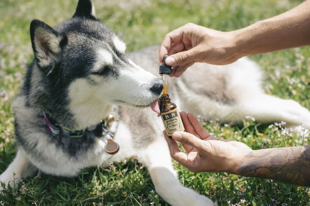 Pet Health Care Plan That Keeps Your Pet Safe and Happy