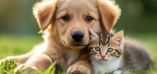 Pet Health Care Plan