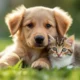 Pet Health Care Plan