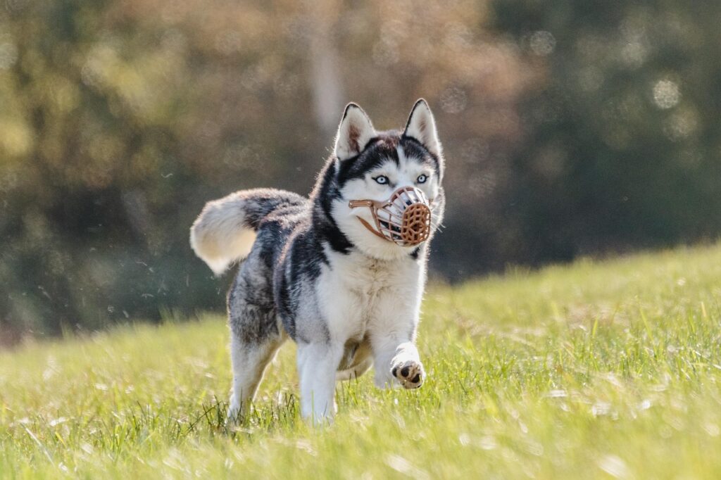 Pet Health Care Plan That Keeps Your Pet Safe and Happy