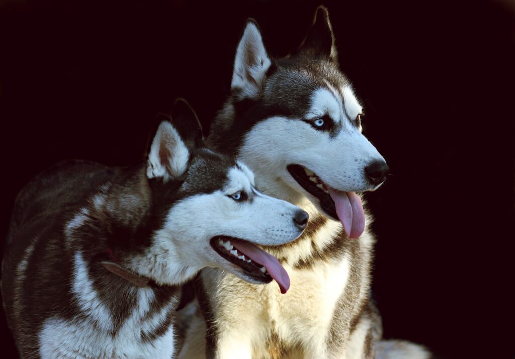 Pet Health Care Plan That Keeps Your Pet Safe and Happy