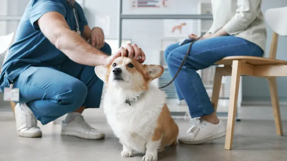 Pet Health for Life