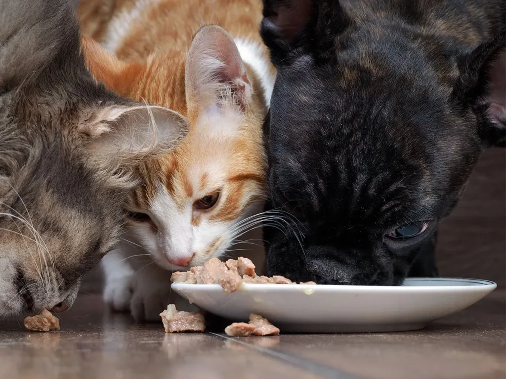 Pet Health for Life