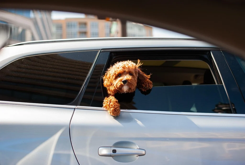 Pet Hair Removal Car Tips That Actually Work