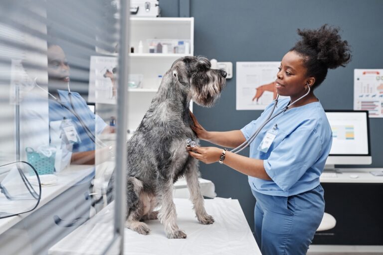Bluffton Veterinary Hospital & Pet Care