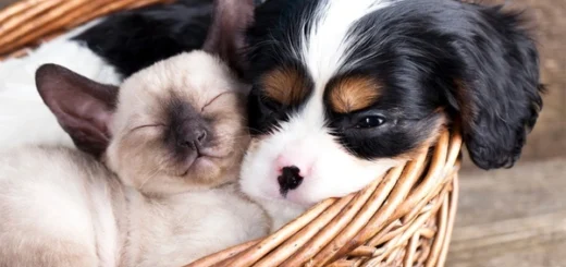 Quality Pet Care