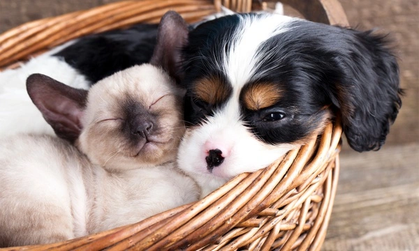 Quality Pet Care