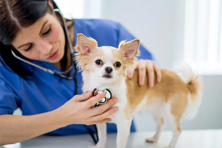 Sick Pet Care