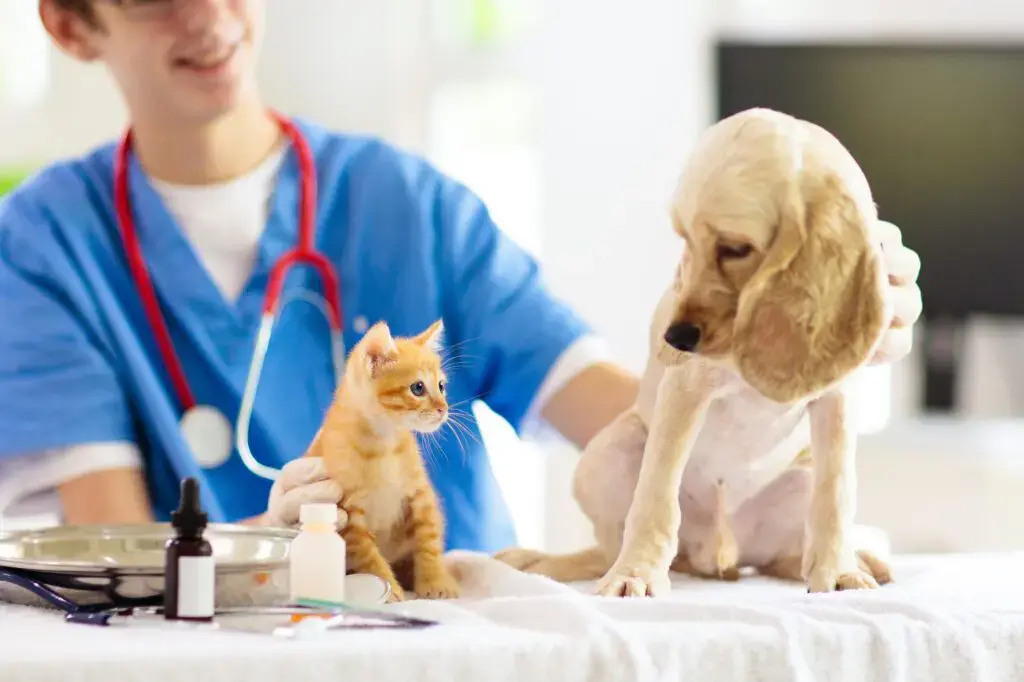 Sick Pet Care