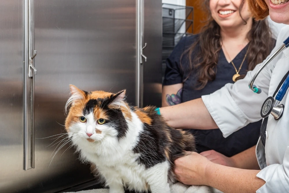 Sick Pet Care