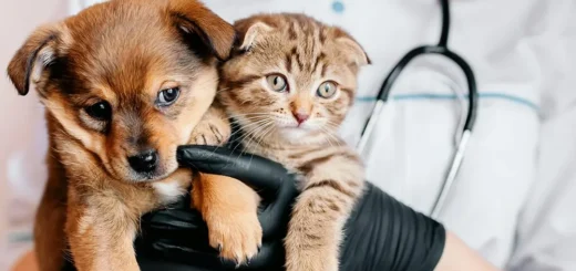 Sick Pet Care