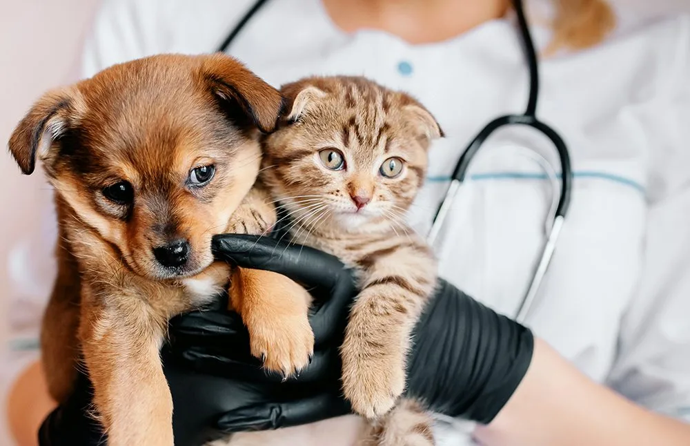 Sick Pet Care
