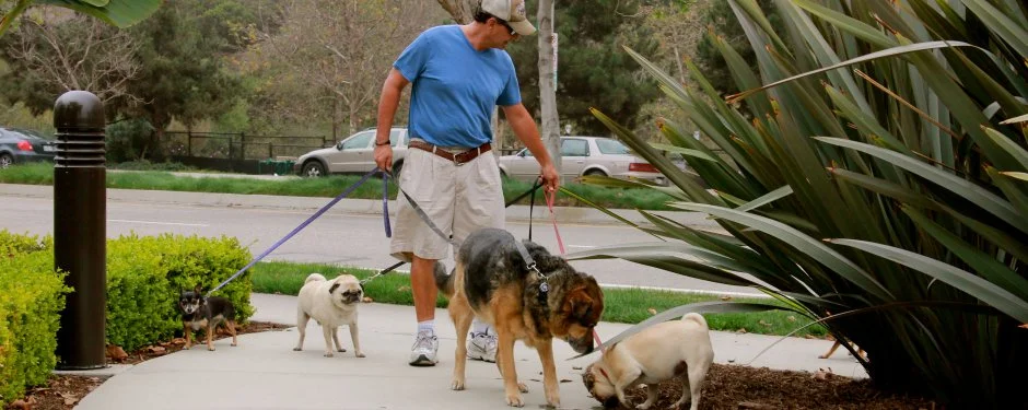 Tender Loving Pet Care