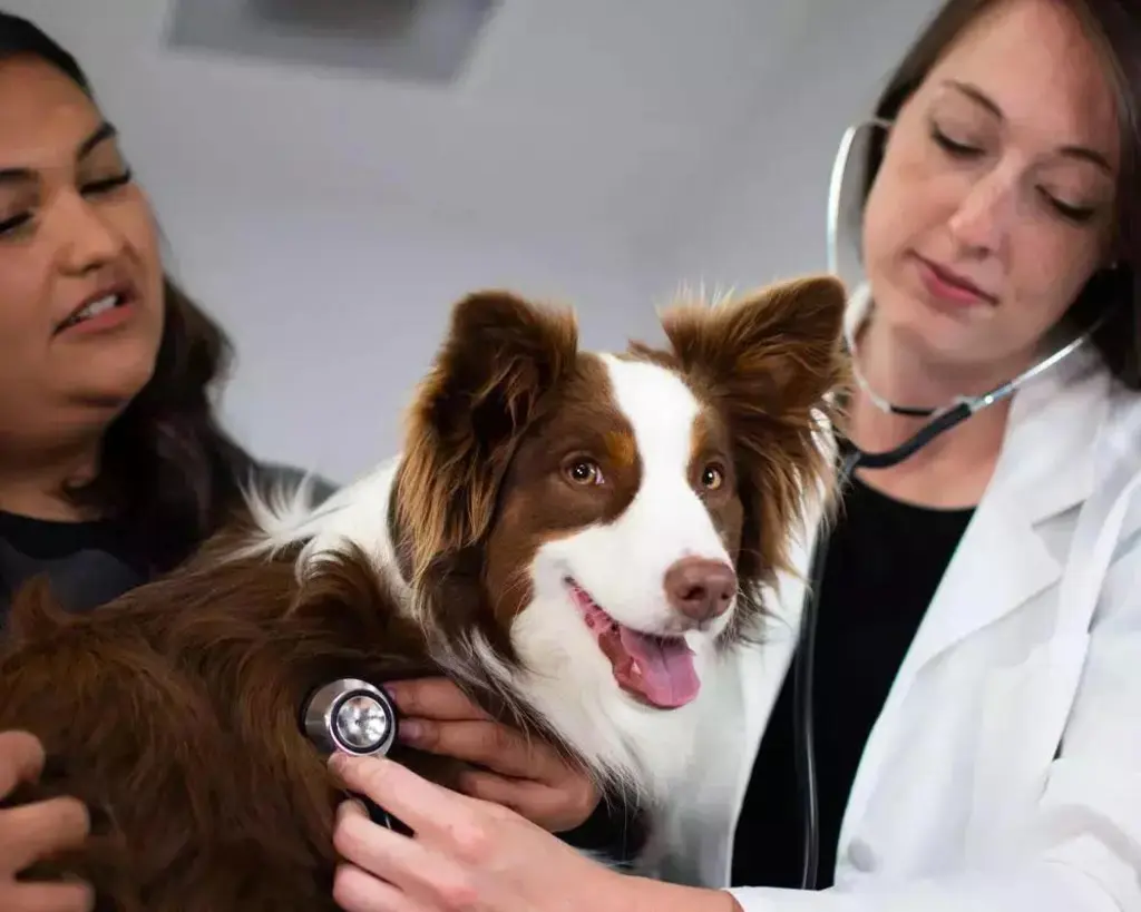 community pet care