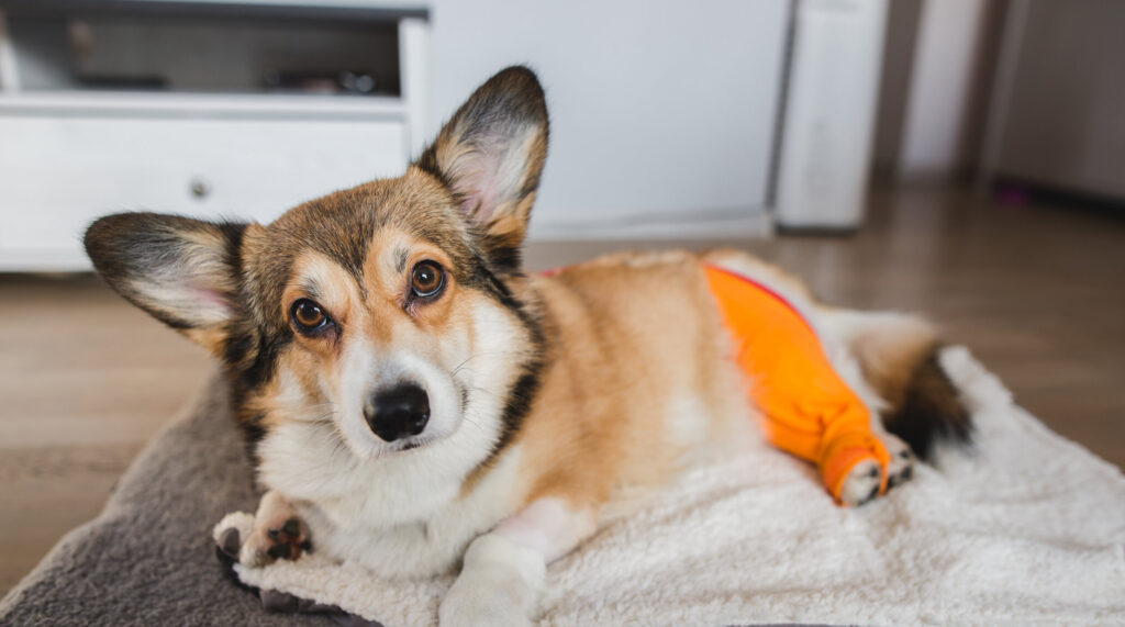 community pet care